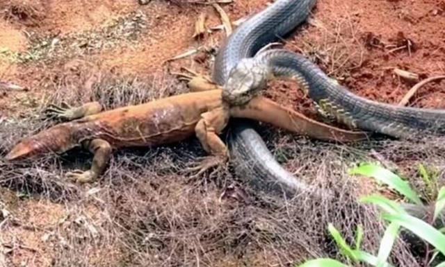 Κόμπρα χύνει δηλητήριο στο σώμα μιας τεράστιας σαύρας!