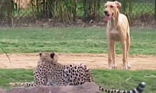 Σκύλος συναντάει τσιτάχ και η εξέλιξη είναι μοναδική! (video)