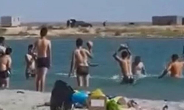 Απίστευτη κτηνωδία: Ξυλοκόπησαν φώκια για να βγάλουν φωτογραφίες μαζί της