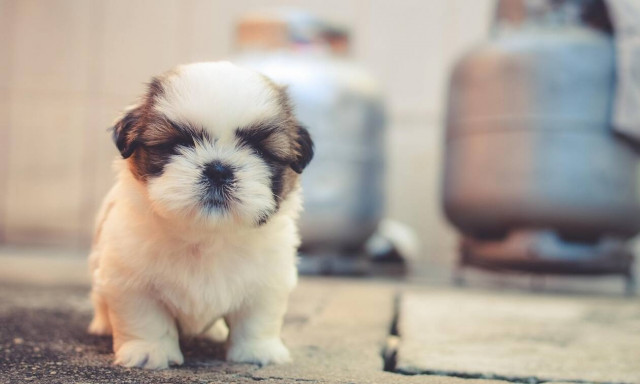 Πότε να πάρετε σκύλο; Πριν ή μετά τον ερχομό του παιδιού;