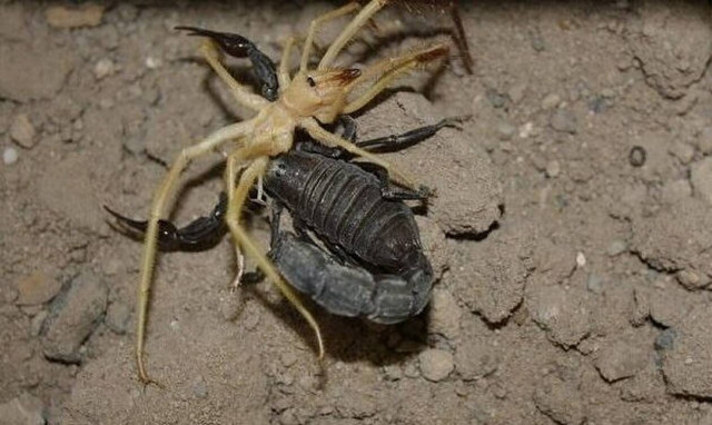 Μάχη μέχρι θανάτου: Δηλητηριώδης αράχνη εναντίον σκορπιού! (video)