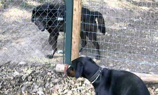 Ντόμπερμαν συναντάει λύκο και στέκεται… σούζα! (vid)