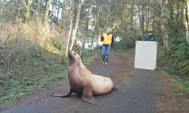 Τρελάθηκαν όταν είδαν το θαλάσσιο λιοντάρι μέσα στο… δάσος! (video)
