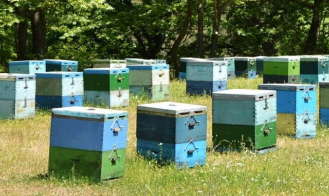 Ξηρόμερο: Πατέρας και γιος δηλητηρίαζαν μελίσσια 