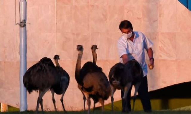 Βραζιλία: Στρουθοκάμηλος... τσίμπησε τον Μπολσονάρο (pics)