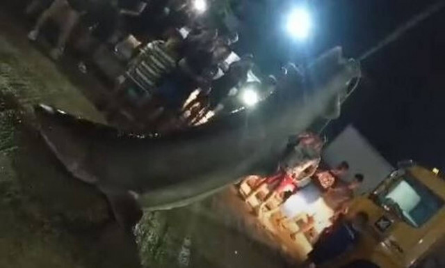 Πάτρα: Δεν πίστευαν στα μάτια τους - Δείτε τι έβγαλαν ψαράδες (pics)