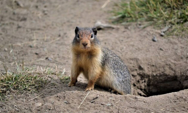 Παγκόσμιος συναγερμός: Πρώτος νεκρός από βουβωνική πανώλη