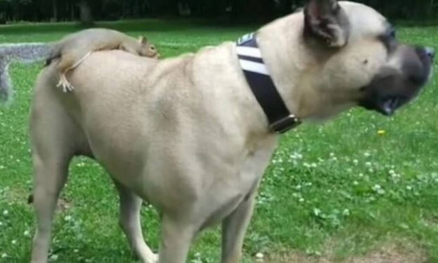 Σκίουρος ανεβαίνει στην πλάτη σκύλου και η συνέχεια είναι… απόλαυση