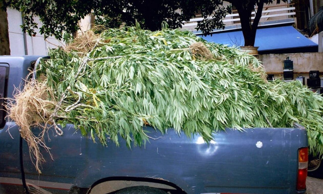 Ιωάννινα: Εντοπίστηκαν Χασισοφυτείες με 3.500 δενδρύλλια ινδικής κάνναβης