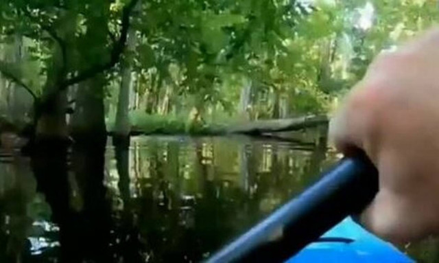 Τρόμος για κωπηλάτη – Δέχθηκε επίθεση από αλιγάτορα ενώ έκανε καγιάκ (pics)