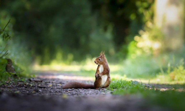 Ανησυχία στις ΗΠΑ: Σκίουρος βρέθηκε θετικός στην… βουβωνική πανώλη!