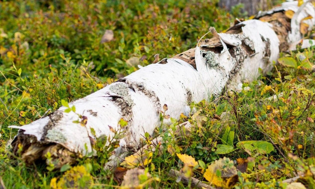 Ευρυτανία: 65χρονος σκοτώθηκε από δέντρο που έκοψαν υλοτόμοι