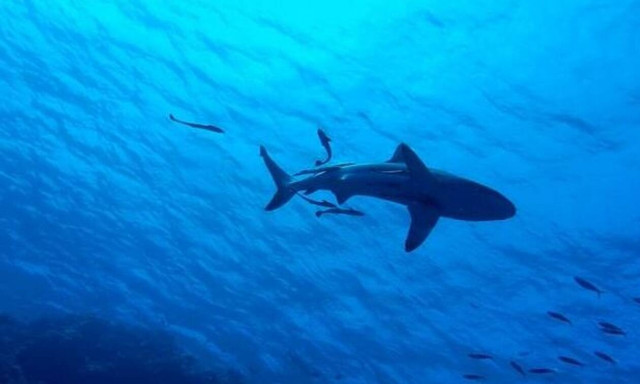 Καρχαρίας άρπαξε 10χρονο αγόρι από σκάφος: Δείτε πώς σώθηκε