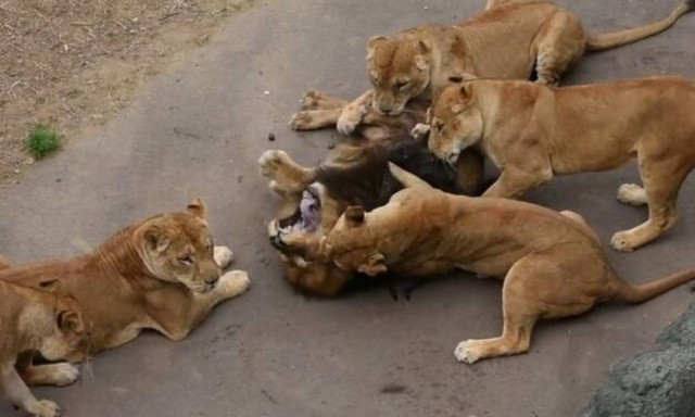 Αρσενικό λιοντάρι κάνει τρελο χουνέρι στα θηλυκά του κοπαδιού