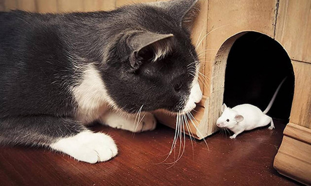 Απίστευτο βίντεο! Γάτα και ποντίκι γίνονται οι καλύτεροι φίλοι!