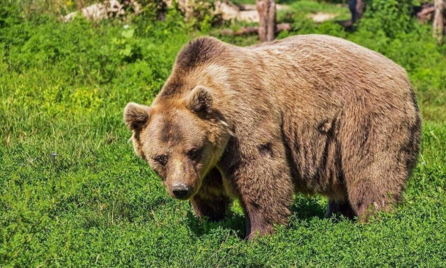 Κοζάνη: Βγήκε βόλτα με το άλογο και τον κυνήγησε... αρκούδα!