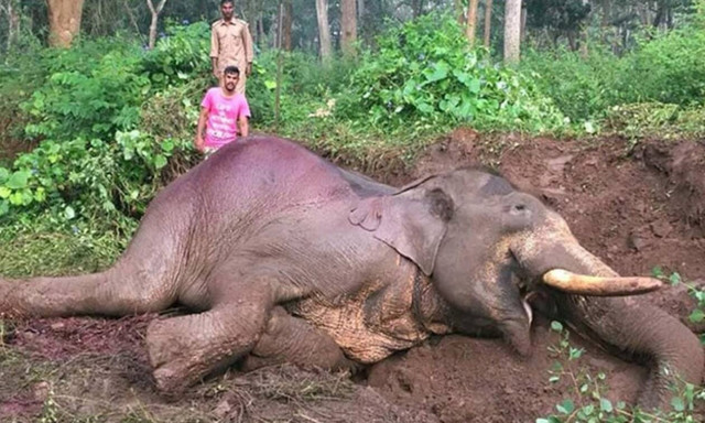 Βίντεο: «Ήρωες» σώζουν ελέφαντα από τραγικό ατύχημα