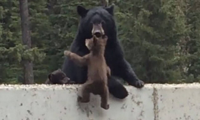 Αρκούδα σώζει το μωρό της στο… παρατσάκ! (vid)