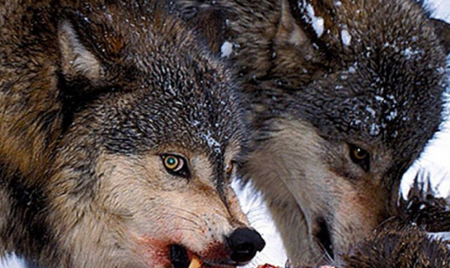 Σκληρές εικόνες: Λύκοι κατασπαράζουν ελάφι! (vid)