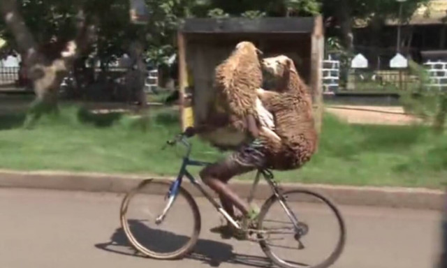 Έκανε τρικάβαλο με δύο… πρόβατα! Άφωνοι οι περαστικοί! (vid)