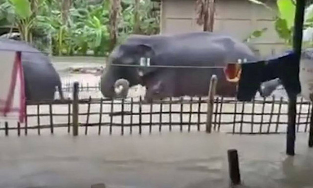 Κοίταξαν έξω από την αυλή τους και… παλάβωσαν! (vid)