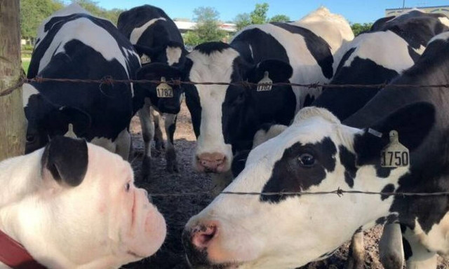 Μπουλντόγκ συναντά αγελάδα και η συνέχεια είναι απλά… υπέροχη! (vid)