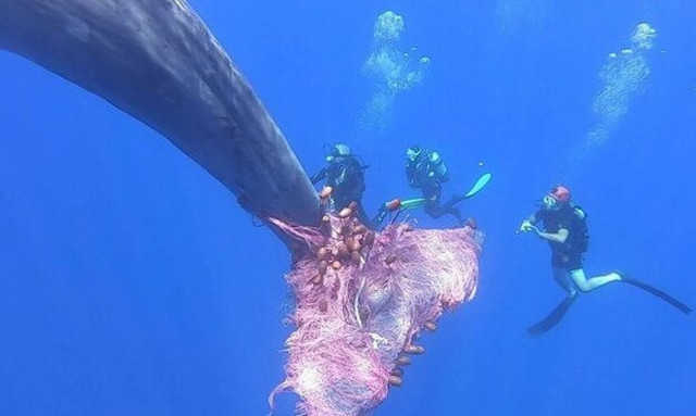 Κι όμως! Αυτοί οι άνθρωποι έσωσαν μια φάλαινα από… πνιγμό! (vid)