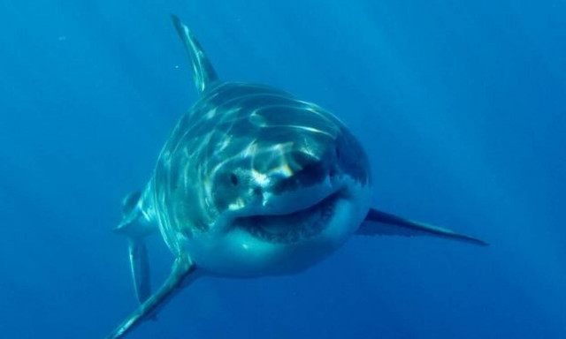 Βίντεο από τη στιγμή της επίθεσης λευκού καρχαρία! (vid)