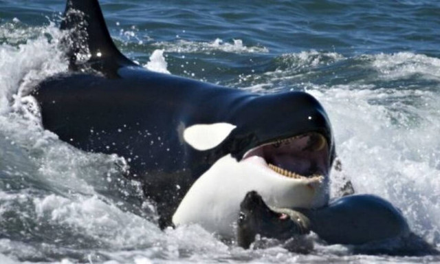 Βίντεο: Δείτε τι έκανε αυτή η φάλαινα - Σπάνιο φαινόμενο που δεν το βλέπεις συχνά! 