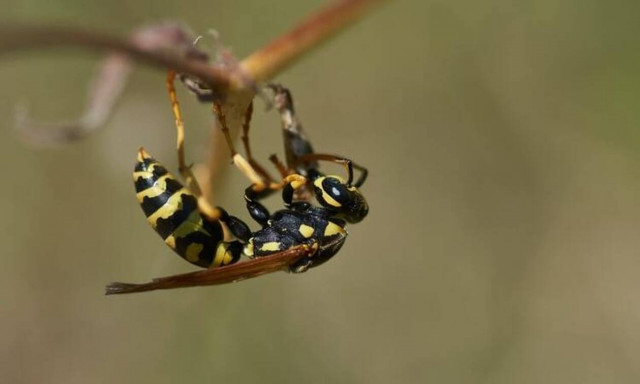 Νεκρό 5χρονο αγοράκι - Δέχθηκε επίθεση από σφήκες