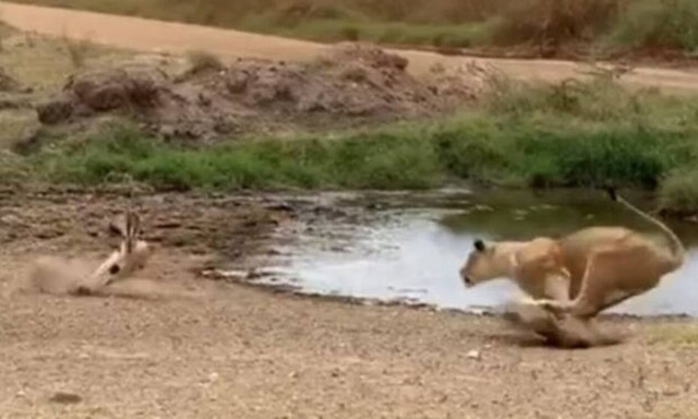 Χαζούλικο λιοντάρι ορμάει σε αντιλόπη και δείτε τι ακολουθεί! (vid)