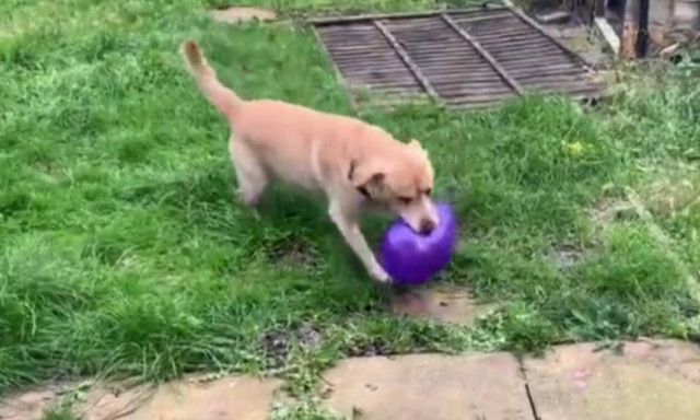 Σκύλος παίζει με μπαλόνι και ξαφνικά… - Δείτε το ξεκαρδιστικό βίντεο