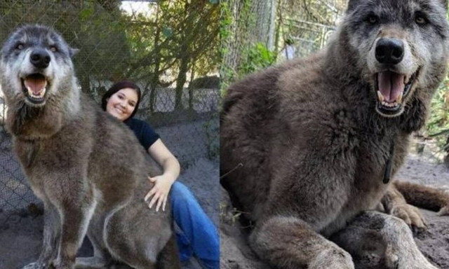 Τεράστιος λύκος ζητάει χάδια σαν… κουτάβι