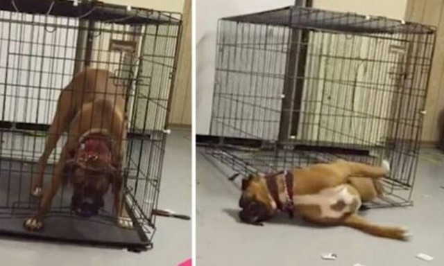 Δείτε πώς «δραπετεύει» από το κλουβί ο πανέξυπνος σκύλος! 