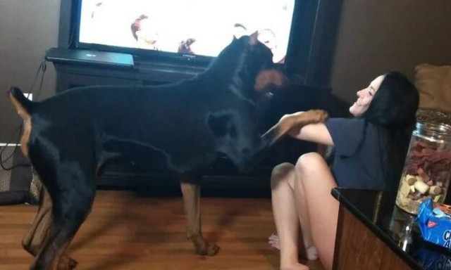 Αυτό το ντόμπερμαν δεν την «παλεύει» καθόλου στην εκπαίδευση!