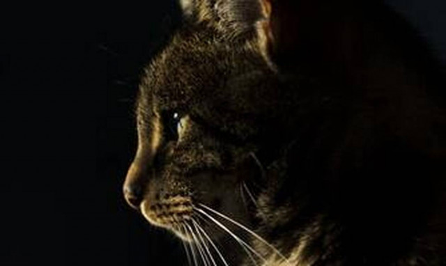 Βρετανία: Γάτος βρέθηκε θετικός στον κορονοϊό