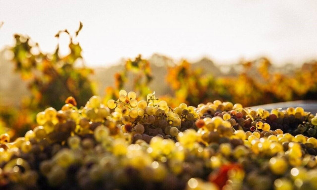 Μικρά οινοποιεία που φτιάχνουν μεγάλα κρασιά!