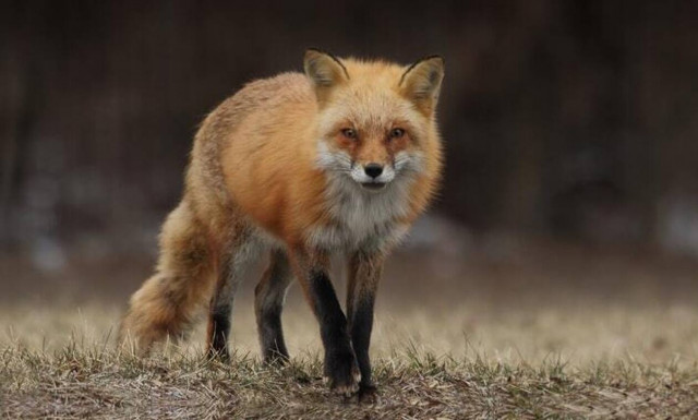 Τρίκαλα: Περιπέτεια για 19χρονο - Τον δάγκωσε αλεπού