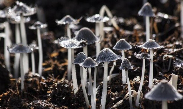 Φλώρινα: Μεταμόσχευση ήπατος για τον μαθητή που δηλητηριάστηκε από μανιτάρια