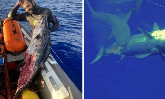 Ο ψαροντουφεκάς που τα έβαλε με 3 καρχαρίες