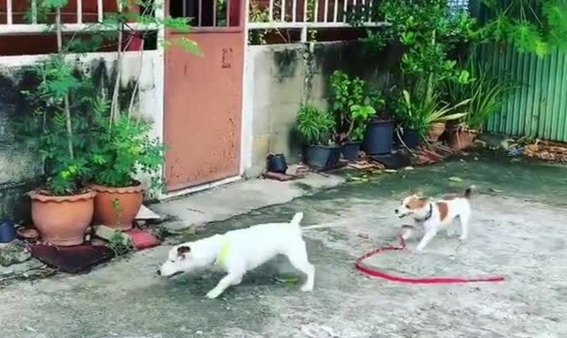 Αυτός δεν είναι σκύλος, είναι… άνθρωπος! (video)