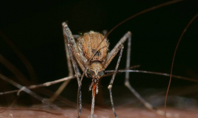 Ιός Δυτικού Νείλου: Ένας θάνατος και δέκα νέα κρούσματα