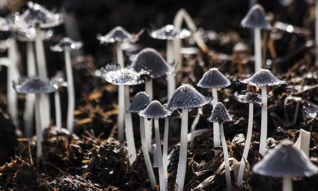 Φλώρινα: Πέθανε ο μαθητής που κατανάλωσε δηλητηριώδη μανιτάρια