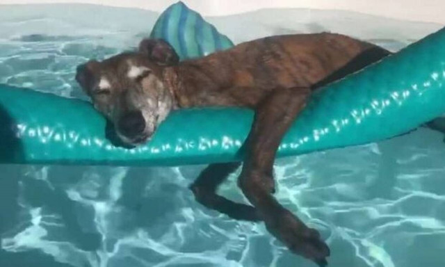 Ο σκύλος που γεννήθηκε για να… αράζει! (vid)