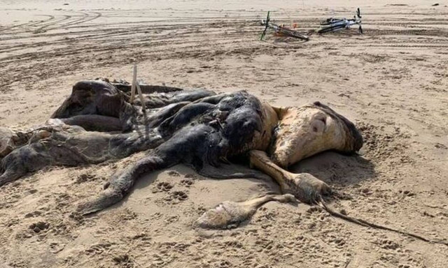 Η θάλασσα ξέβρασε αυτό - Δεν ξέρεις κανείς τι είναι (pics)