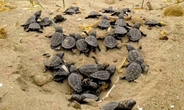 Ο κορονοϊός «έδωσε ζωή» στις χελώνες καρέτα καρέτα - Ρεκόρ φωλιών στη Ζάκυνθο