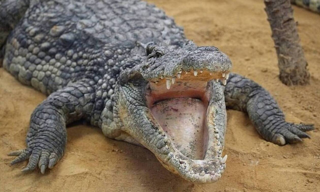 Φρίκη: Serial killer δολοφόνησε 50 ταξιτζήδες και τους τάισε στους κροκόδειλους!