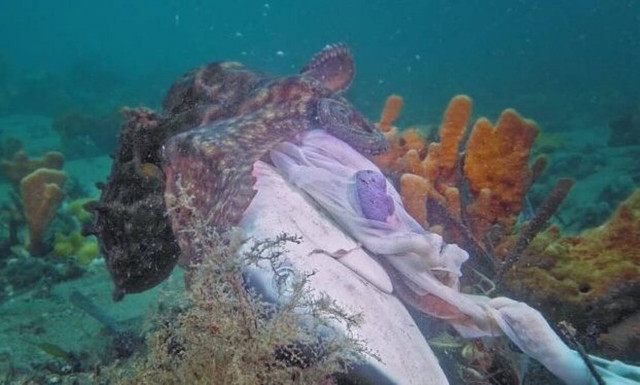 Χταπόδι τρώει με μανία ολόκληρο κεφάλι καρχαρία!