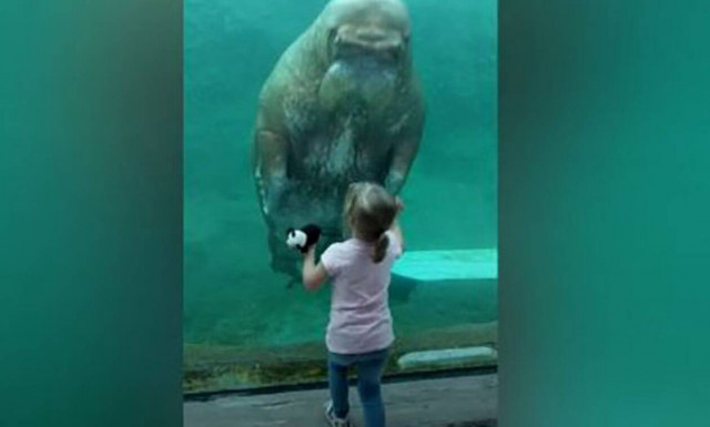 Θαλάσσιος ίππος πλησιάζει το κοριτσάκι και της χαρίζει μια μαγική στιγμή!