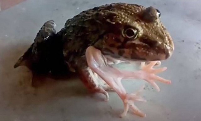 Βάτραχος με 4 χέρια λατρεύεται σαν… Θεός! (video)